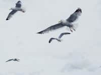 Bildagentur plainpicture wird Teil von Image Professionals