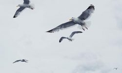 Bildagentur plainpicture wird Teil von Image Professionals