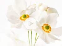 mauritius images: Cloud Dancer ist die Pantone Farbe 2026