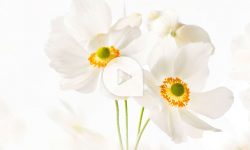 mauritius images: Cloud Dancer ist die Pantone Farbe 2026