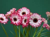 Waldemar Langolf: Fotograf des Monats bei mauritius images