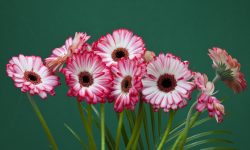 Waldemar Langolf: Fotograf des Monats bei mauritius images